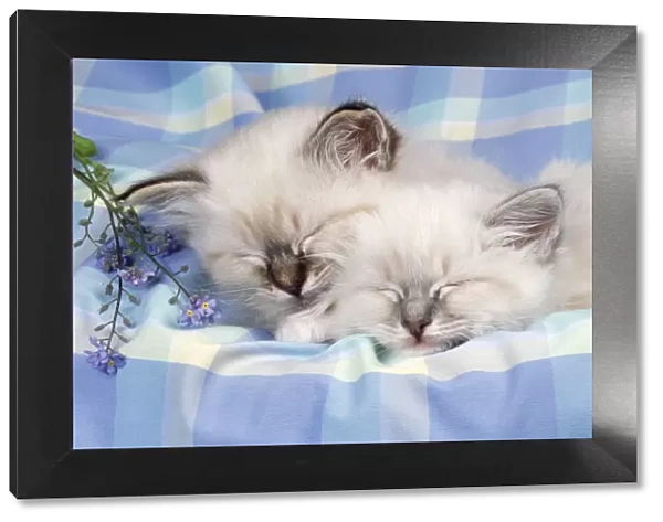 Blue Tabby & Seal Tabby Birman Cat - x2 kittens asleep