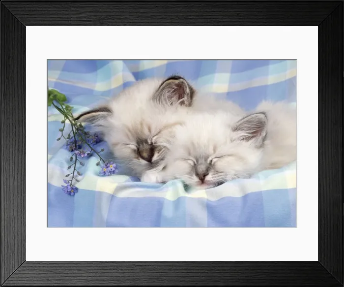 Framed Print : Blue Tabby & Seal Tabby Birman Cat - x2 kittens asleep Framed Print : Blue Tabby & Seal Tabby Birman Cat - x2 kittens asleep
