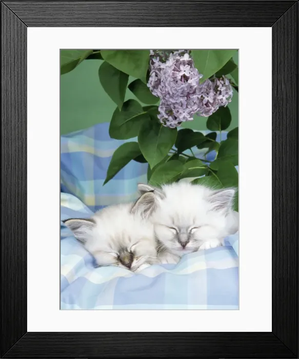 Framed Print : Seal Tabby & Blue Tabby Birman Cats - asleep on check material Framed Print : Seal Tabby & Blue Tabby Birman Cats - asleep on check material