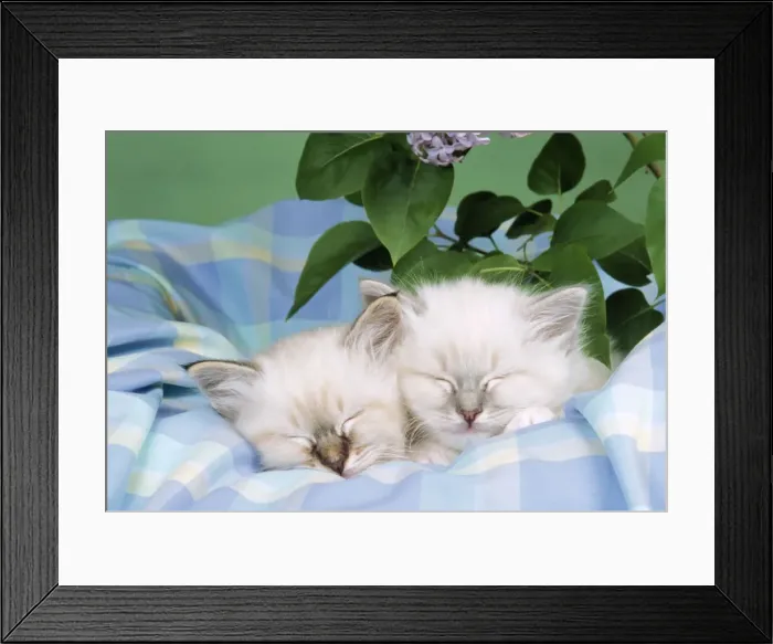 Framed Print : Blue Tabby & Seal Tabby Birman Cats - kittens asleep on check material Framed Print : Blue Tabby & Seal Tabby Birman Cats - kittens asleep on check material