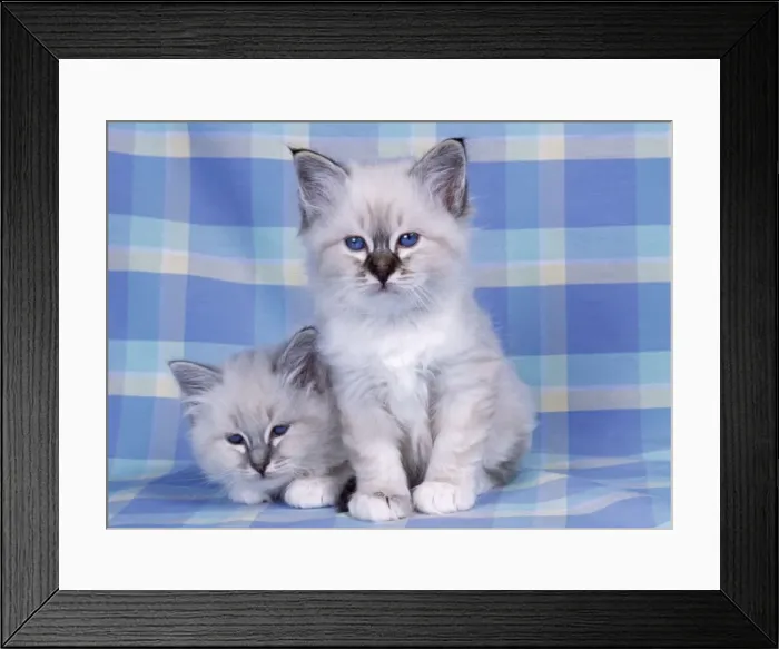 Framed Print : Blue Tabby & Seal Tabby Birman Cat - kittens on check material Framed Print : Blue Tabby & Seal Tabby Birman Cat - kittens on check material
