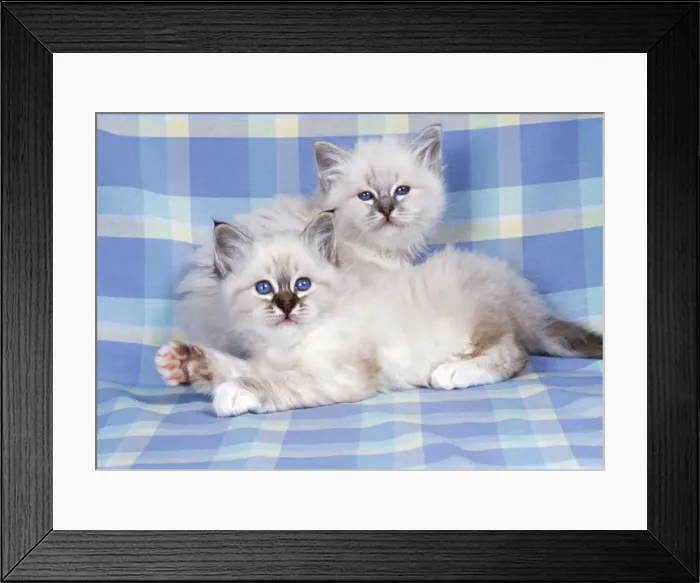 Framed Print : Blue Tabby & Deak Tabby Birman Cat - kittens on check material Framed Print : Blue Tabby & Deak Tabby Birman Cat - kittens on check material