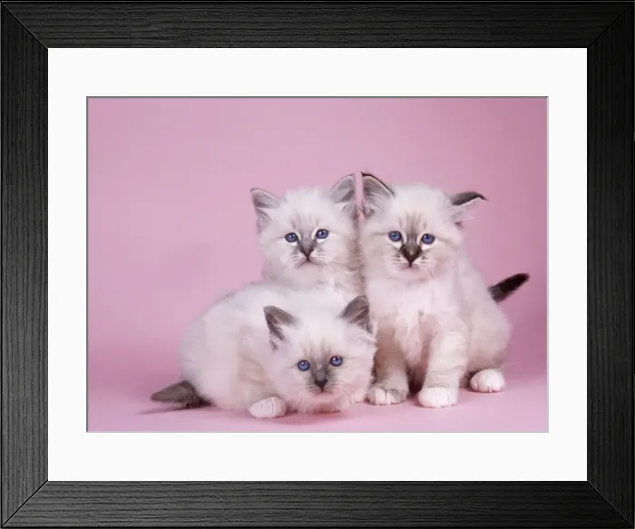 Framed Print : Blue Tabby. Seal Tabby &Blue Birman Cat - x 3 kittens