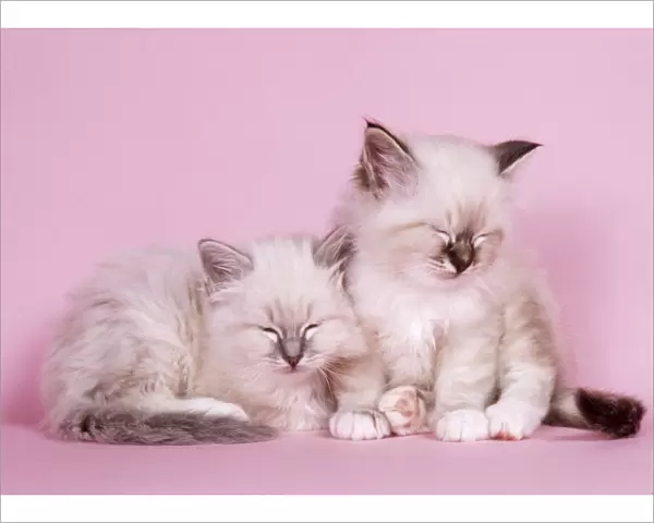 Blue Tabby & Seal Tabby Birman Cat - kittens asleep
