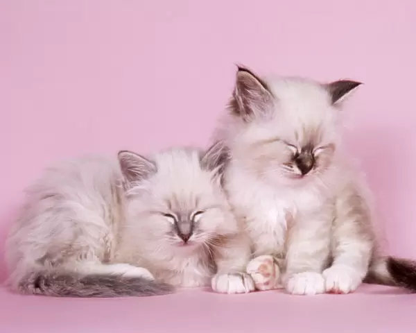 Blue Tabby & Seal Tabby Birman Cat - kittens asleep
