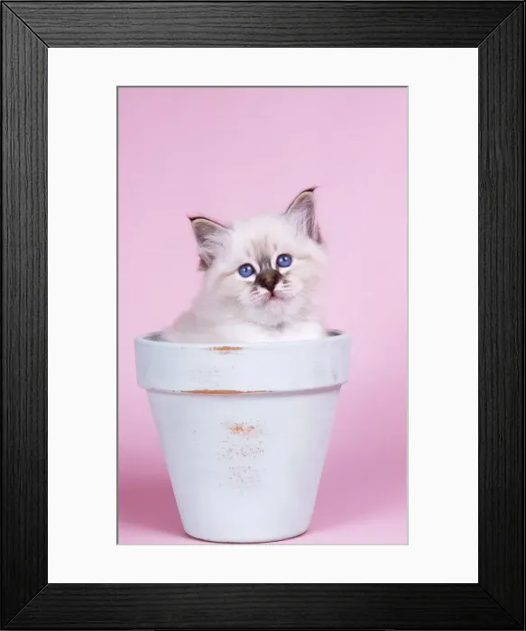 Framed Print : Seal Tabby Birman Cat - kitten in flowerpot Framed Print : Seal Tabby Birman Cat - kitten in flowerpot