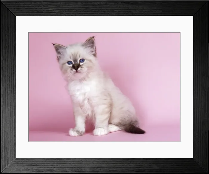 Framed Print : Seal Tabby Birman Cat - kitten Framed Print : Seal Tabby Birman Cat - kitten