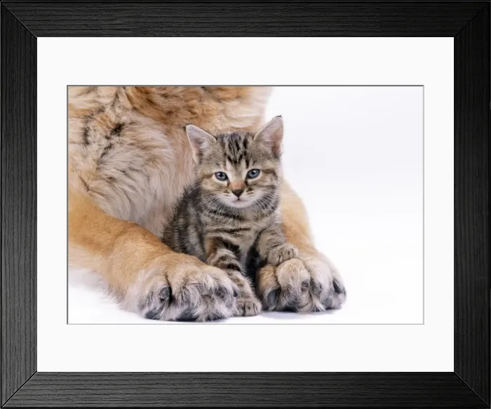 Framed Print : Tabby Cat - kitten between large Dog's paws Framed Print : Tabby Cat - kitten between large Dog's paws