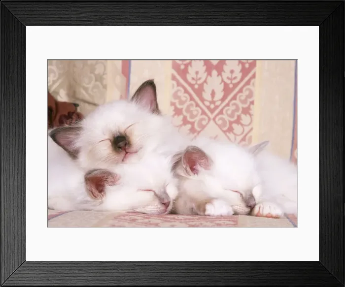Framed Print : Birman Cat - kittens asleep on sofa Framed Print : Birman Cat - kittens asleep on sofa