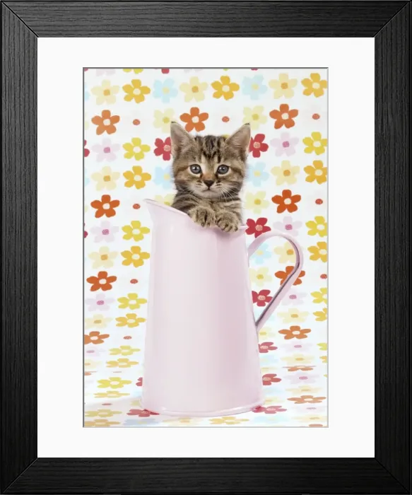 Framed Print : Cat - tabby kitten in pink jug Framed Print : Cat - tabby kitten in pink jug