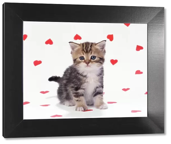 Cat - Tabby Kitten on hearts background
