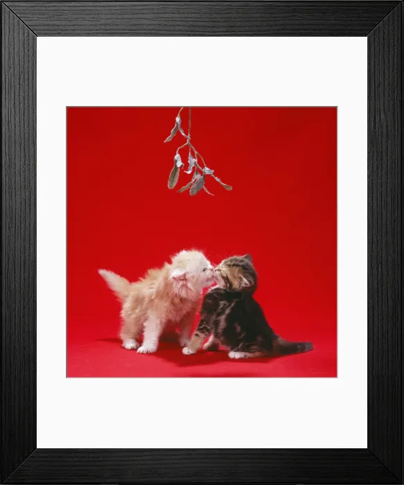 Framed Print : Cat - Ginger & Tabby kittens kissing under mistletoe Framed Print : Cat - Ginger & Tabby kittens kissing under mistletoe