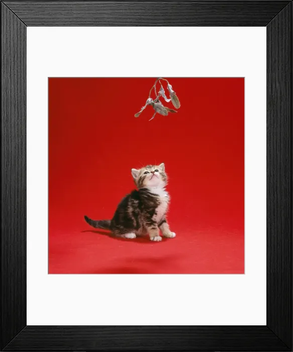 Framed Print : Cat - tabby kitten under mistletoe Framed Print : Cat - tabby kitten under mistletoe
