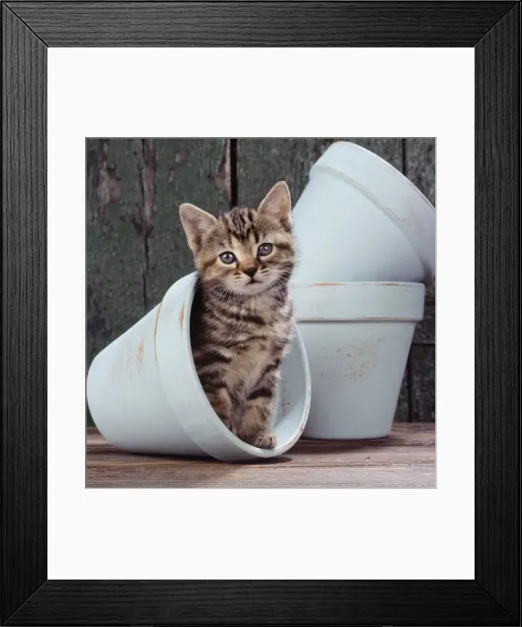 Framed Print : Cat - Tabby kitten n flowerpot Framed Print : Cat - Tabby kitten n flowerpot