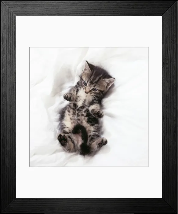 Framed Print : Cat - Tabby kitten lying on its back Framed Print : Cat - Tabby kitten lying on its back