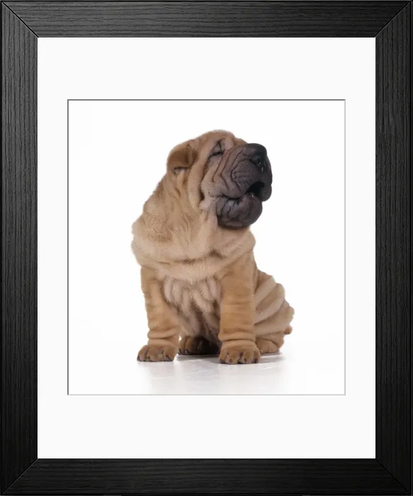 Framed Print : Shar Pei Dog - puppy Framed Print : Shar Pei Dog - puppy
