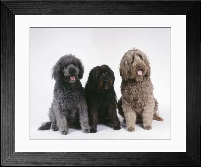 Framed Print : Dogs - Labradoodles, 3 sitting together Framed Print : Dogs - Labradoodles, 3 sitting together