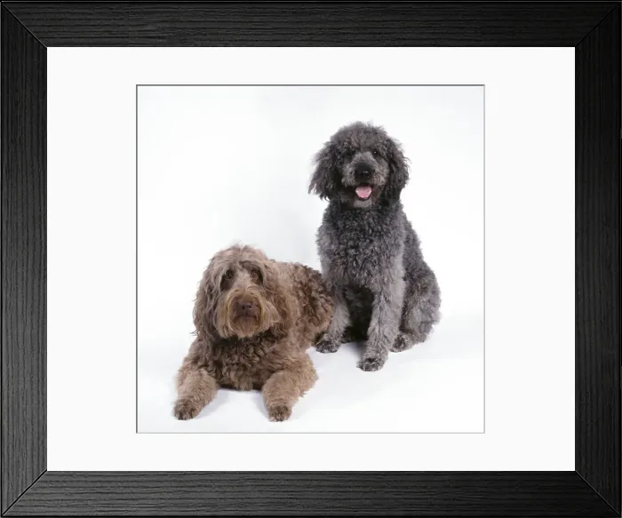 Framed Print : Labradoodle Dog - x2 Framed Print : Labradoodle Dog - x2