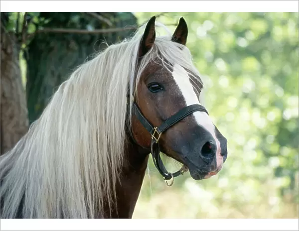 Horse - Cob Stallion - Close-up of head
