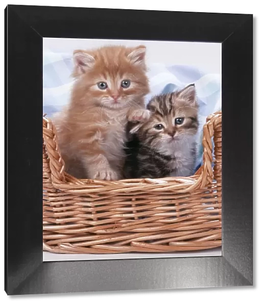 Cat - Ginger & Tabby kittens sitting in basket