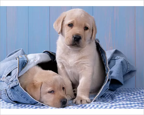 Dog - Yellow Labrador puppies sitting in blue jeans