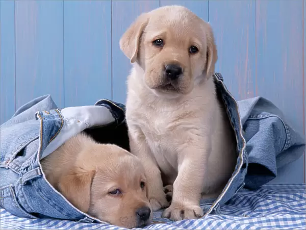 Dog - Yellow Labrador puppies sitting in blue jeans