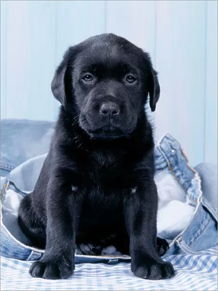 Dog - Black Labrador puppy sitting on blue jeans