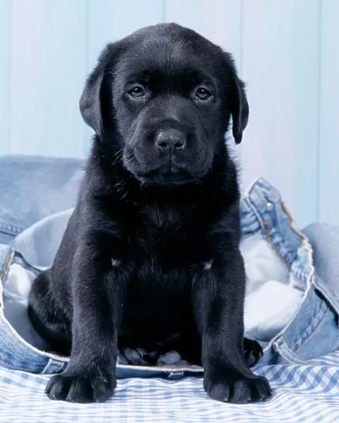 Dog - Black Labrador puppy sitting on blue jeans