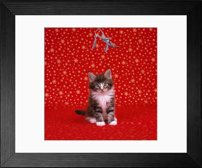 Framed Print : Cat - Maine Coon Kitten under mistletoe Framed Print : Cat - Maine Coon Kitten under mistletoe