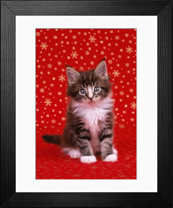 Framed Print : Cat - Maine Coon Kitten Framed Print : Cat - Maine Coon Kitten