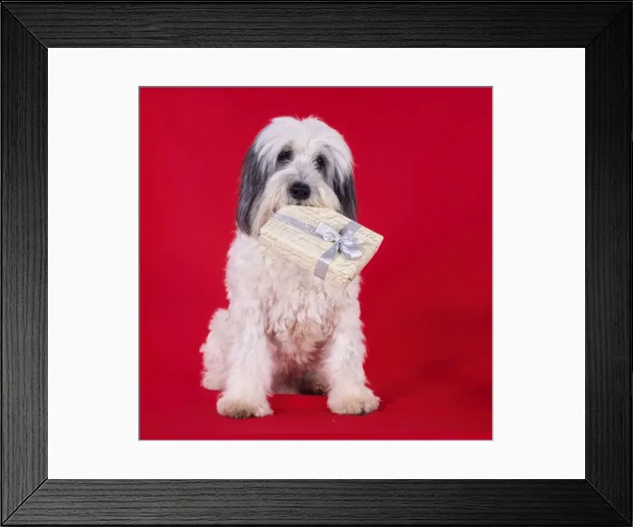 Framed Print : Polish Lowland Sheepdog - holding Christmas present Framed Print : Polish Lowland Sheepdog - holding Christmas present