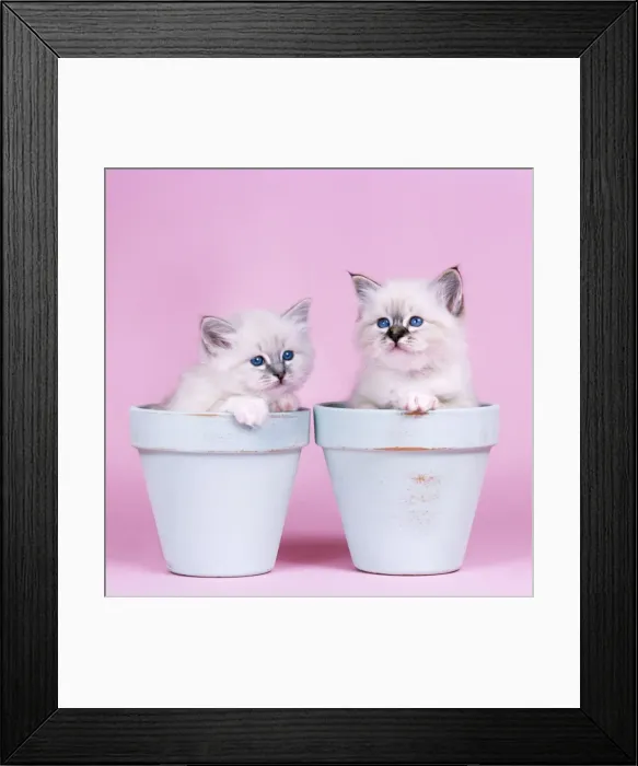 Framed Print : Cat - Blue Tabby Birman and Seal Tabby Birman Kittens in flowerpots Framed Print : Cat - Blue Tabby Birman and Seal Tabby Birman Kittens in flowerpots