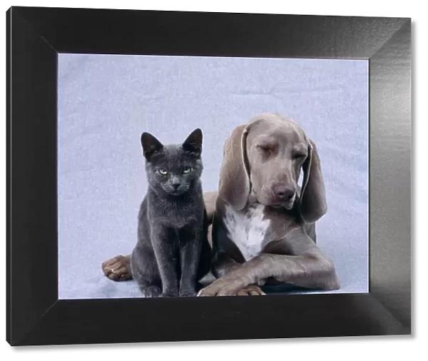 Weimaraner Dog & Blue Cat