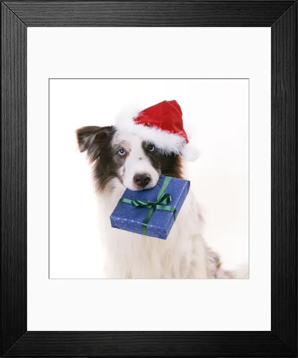 Framed Print : Border Collie Dog - wearing Christmas hat, and holding Christmas present Framed Print : Border Collie Dog - wearing Christmas hat, and holding Christmas present