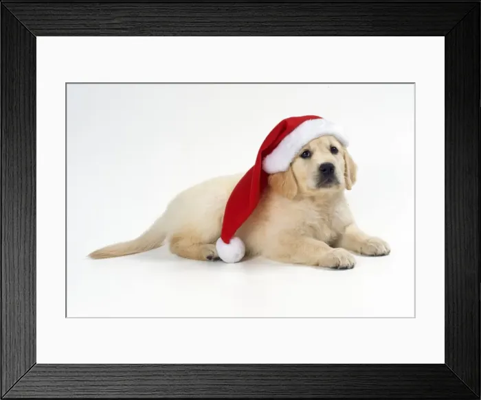 Framed Print : Golden Retriever Dog - puppt wearing Christmas hat Framed Print : Golden Retriever Dog - puppt wearing Christmas hat