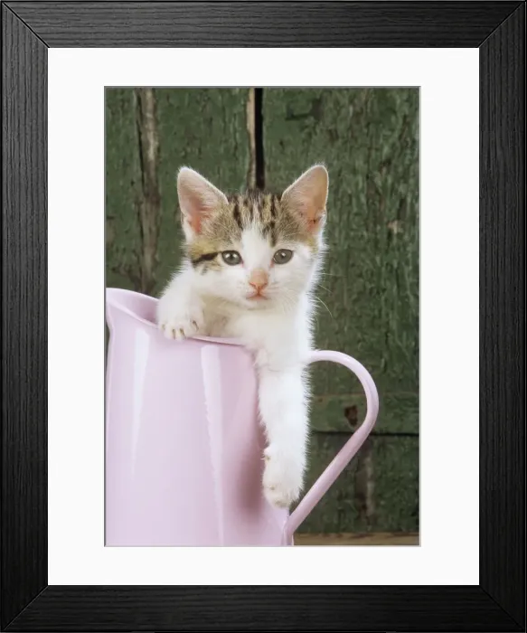 Framed Print : Tabby & White Cat - Kitten in pink jug Framed Print : Tabby & White Cat - Kitten in pink jug
