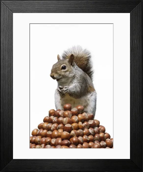 Framed Print : Grey Squirrel - on pyramid of Hazelnuts