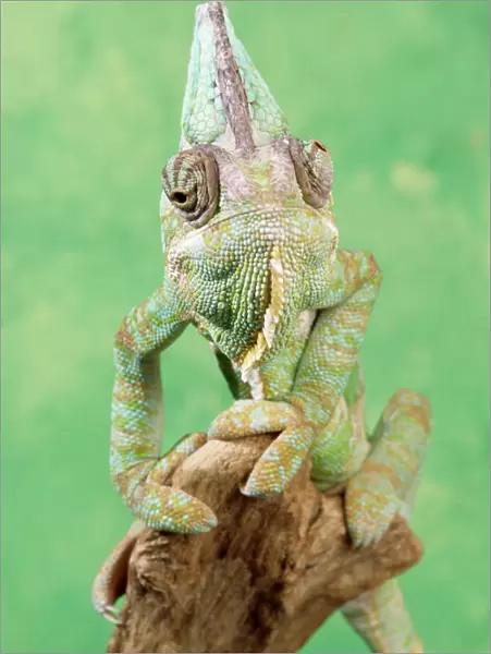 Chameleon - male, showing eyes swiveling
