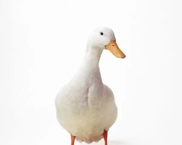 Aylesbury Duck