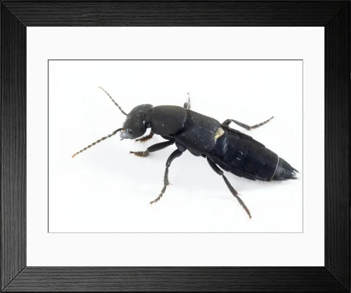 Framed Print : Devils Coach-horse Framed Print : Devils Coach-horse