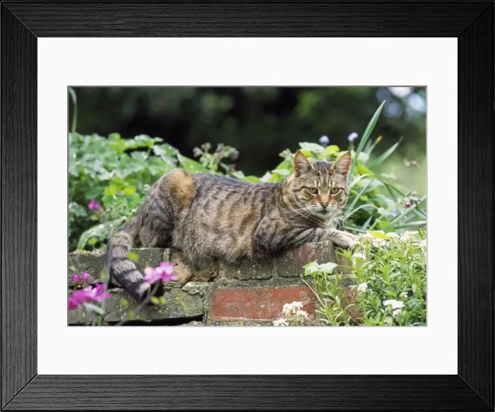Framed Print : Tabby Cat - lying on wall Framed Print : Tabby Cat - lying on wall