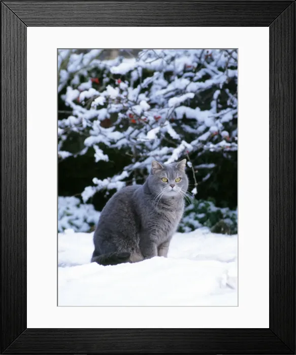 Framed Print : Cat - sitting in the snow Framed Print : Cat - sitting in the snow