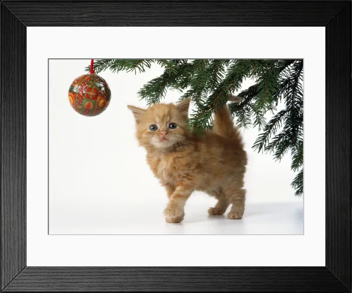 Framed Print : Ginger Cat - kitten & Christmas with tree bauble Framed Print : Ginger Cat - kitten & Christmas with tree bauble