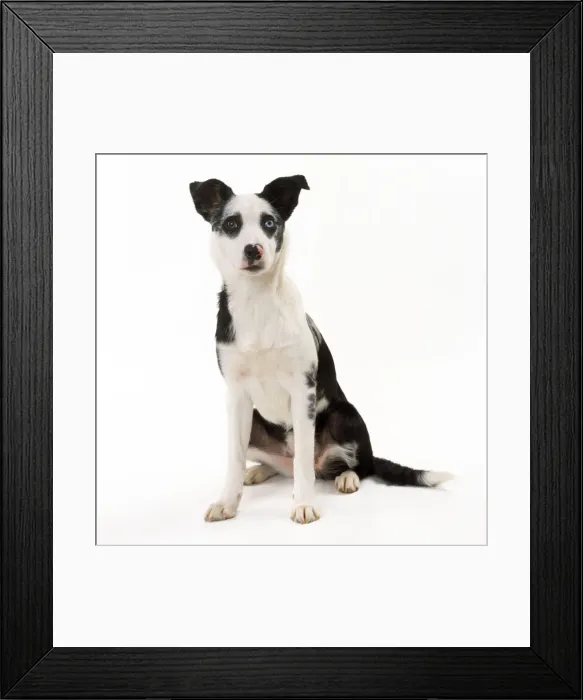 Framed Print : Border Collie Cross Dog - Mongrel Framed Print : Border Collie Cross Dog - Mongrel