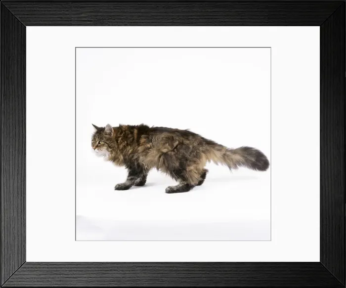 Framed Print : Cat - unhealthy Cat Framed Print : Cat - unhealthy Cat