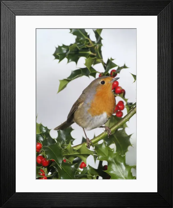 Framed Print : Robin on holly Framed Print : Robin on holly
