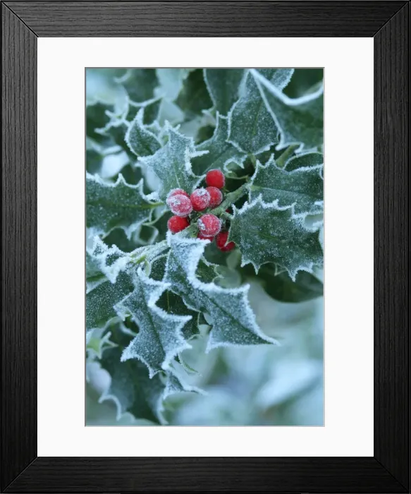 Framed Print : Frost on Holly leaves Framed Print : Frost on Holly leaves