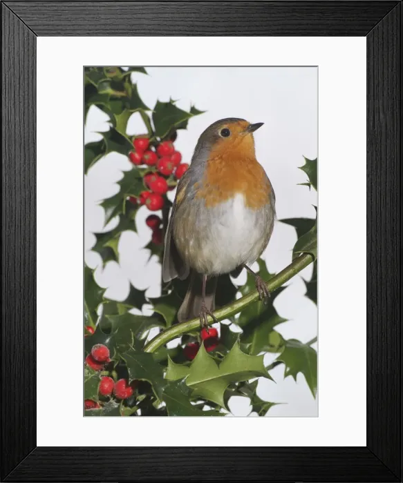 Framed Print : Robin on Holly Framed Print : Robin on Holly