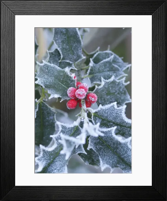 Framed Print : Frost on Holly leaves Framed Print : Frost on Holly leaves