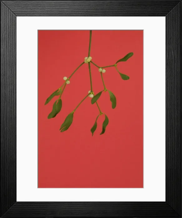 Framed Print : Mistletoe. JD-18141. Mistletoe. Viscum album Framed Print : Mistletoe. JD-18141. Mistletoe. Viscum album
